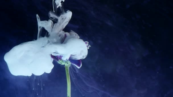 Ink in water with a flower. Multicolored ink beautifully falls on the flowers immersed in water — Stock Video