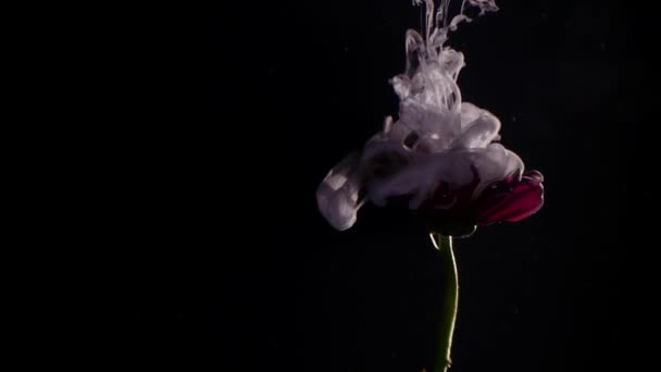Fleur avec encre abstraite sur fond noir — Video