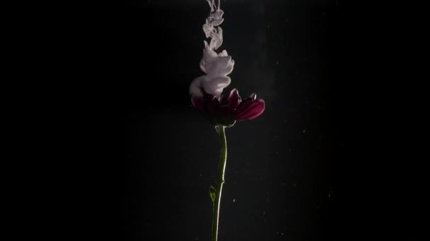 抽象自然与花和墨水云彩 — 图库视频影像