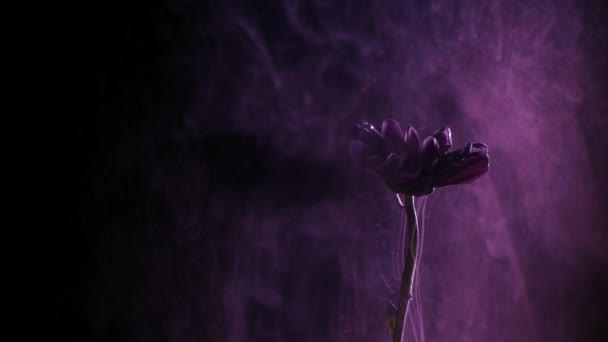 Rode daisy en verf in water. Abstracte inkt in water — Stockvideo