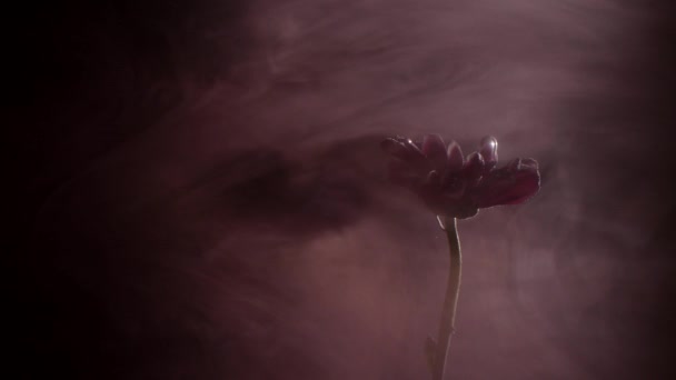 Mürekkep arka plan ile çiçek — Stok video
