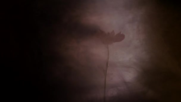 Květina s inkoustem abstraktní pozadí — Stock video