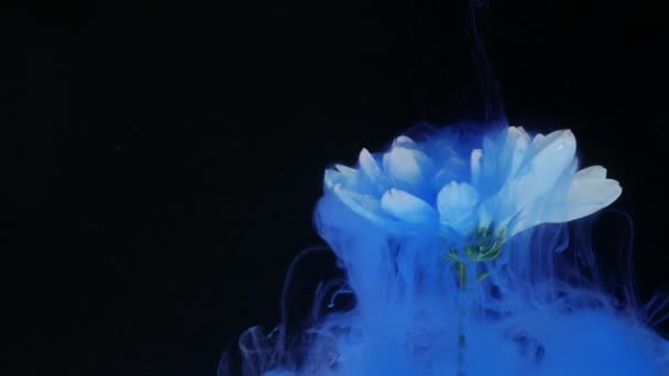 インクのカラフルな混合物で綺麗な花 — ストック動画