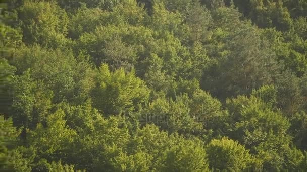 Caméra de vue aérienne se déplace vers le haut de la forêt verte de denses cimes mixtes d'arbres de pins et de bouleaux — Video