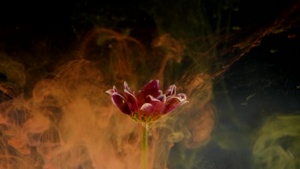 Natura Kwiat i atrament chmury na czarnym tle — Wideo stockowe