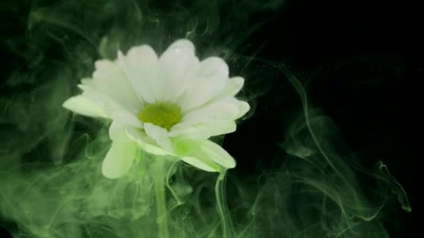 Λουλούδι με μελάνι αφηρημένα φόντο — Αρχείο Βίντεο