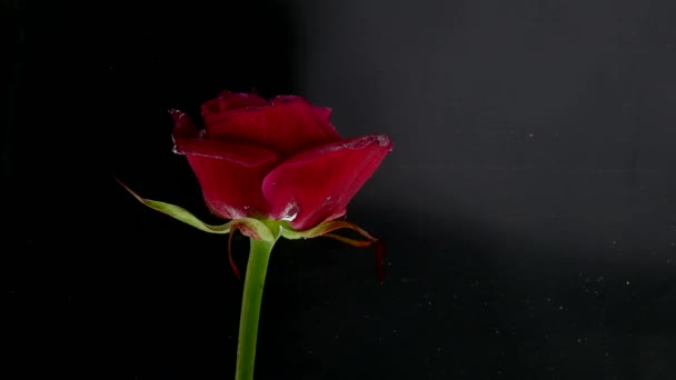 Удивительно прекрасный атмосферный снимок красивой розы, смешивающейся с чернилами в воде — стоковое видео