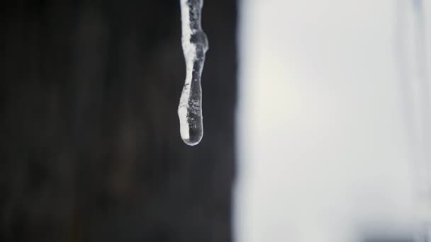 Dripping icicles, melting Icicles, Icicle hanging from roof, spring drops — Stock Video