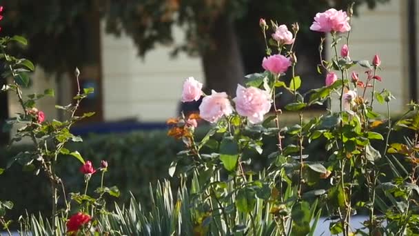 Fleuri avec des roses. les gens marchent en arrière-plan — Video