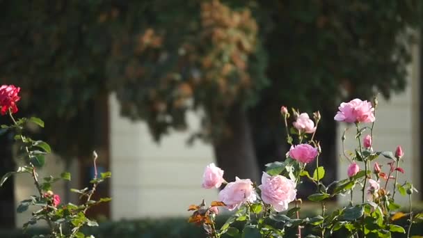 Macizo de flores con rosas. la gente está caminando en el fondo — Vídeo de stock