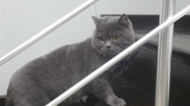 Siyah papyon ile komik görünümlü kedi