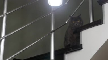 Siyah papyon ile komik görünümlü kedi