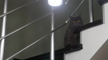 Siyah papyon ile komik görünümlü kedi