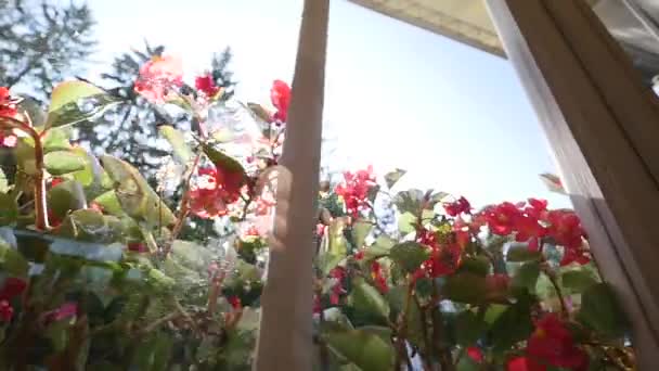 Hermosas flores de pelargonio en verano. disparando por la ventana — Vídeos de Stock