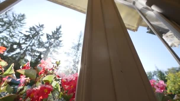 Красивые цветы пеларгония летом. стрельба в окно — стоковое видео