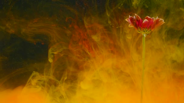 Natureza abstrata com nuvens de flores e tinta sobre fundo preto — Vídeo de Stock