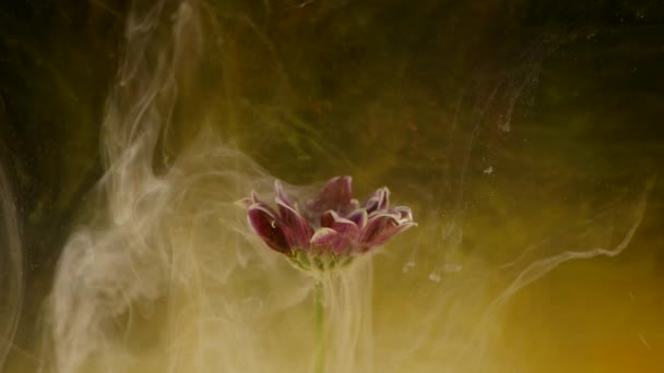 Tinte in Wasser mit einer Blume. Bunte Tinte fällt wunderschön auf die im Wasser versunkenen Blumen — Stockvideo