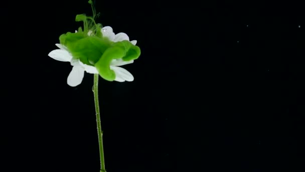Fiore con inchiostro sfondo astratto — Video Stock