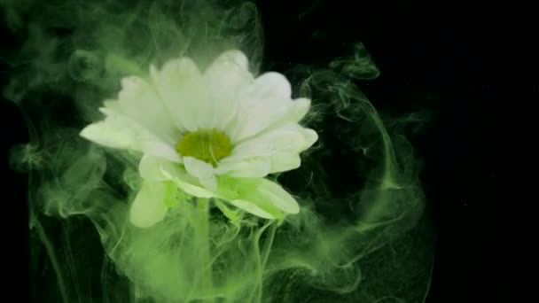 Квітка з чорнилом абстрактний фон — стокове відео