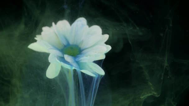 Flor com tinta fundo abstrato — Vídeo de Stock