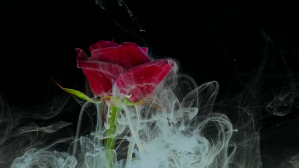 Incredibilmente meraviglioso colpo atmosferico di una bella rosa che si mescola con inchiostro in acqua — Video Stock