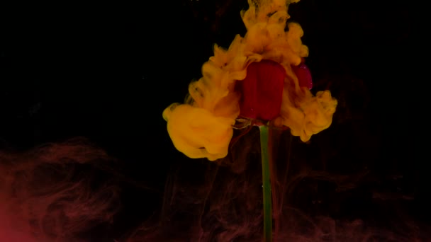Erstaunlich wunderbare atmosphärische Aufnahme einer schönen Rose, die sich mit Tinte im Wasser vermischt — Stockvideo