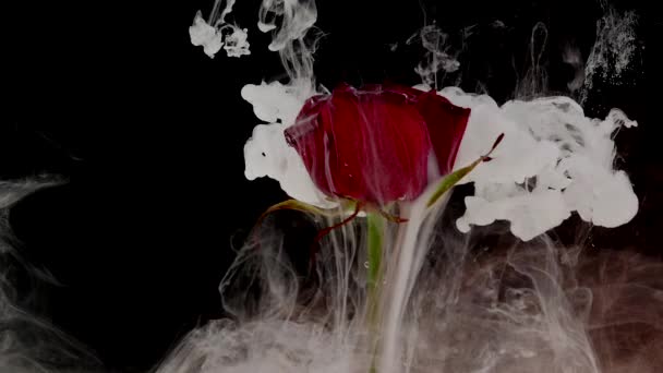 Ongelooflijk prachtige sfeervolle shot van een mooie roos mengen met inkt in water — Stockvideo