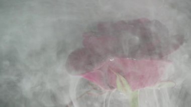 Mürekkep soyut siyah arka plan üzerine çiçek