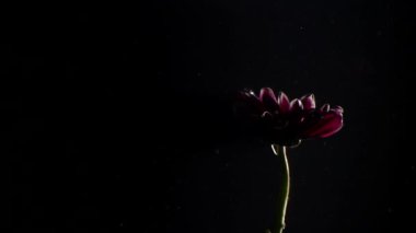 crisântemo vermelho em fundo preto