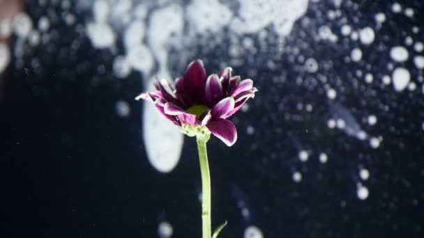 Encre dans l'eau avec une fleur. Encre multicolore tombe magnifiquement sur les fleurs immergées dans l'eau — Video