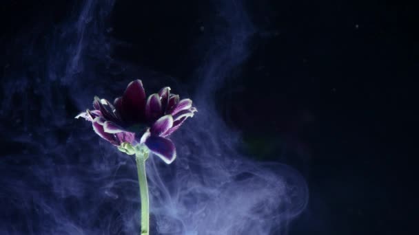 Tinta na água com uma flor. Tinta multicolorida cai lindamente sobre as flores imersas em água — Vídeo de Stock