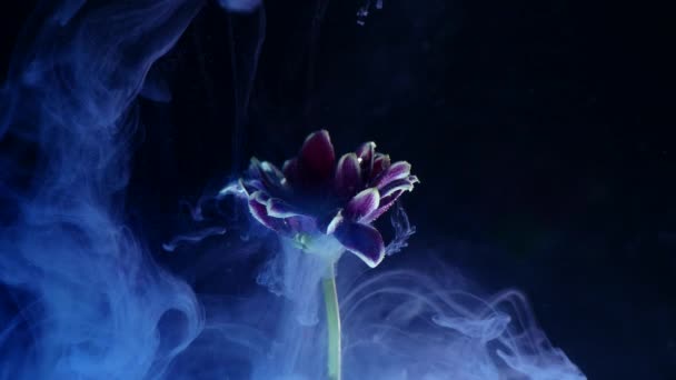 Ink in water with a flower. Multicolored ink beautifully falls on the flowers immersed in water — Stock Video