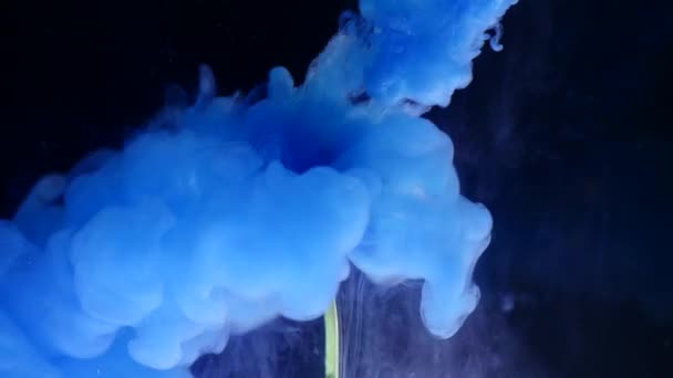 Ink in water with a flower. Multicolored ink beautifully falls on the flowers immersed in water — Stock Video