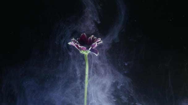 Цветок с чернилами на черном фоне — стоковое видео