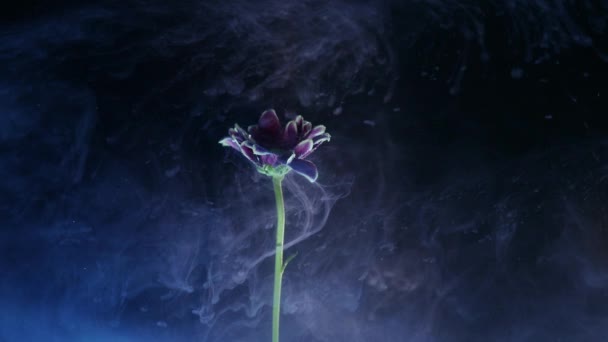 Цветок с чернилами на черном фоне — стоковое видео