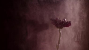 Kırmızı papatya ve boya su. Soyut mürekkep su