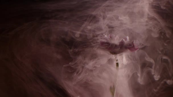 Rode daisy en verf in water. Abstracte inkt in water — Stockvideo