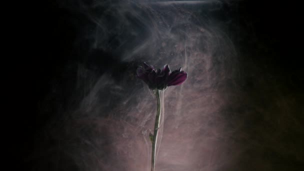 红菊花, 在水中作画。抽象墨水在水中 — 图库视频影像