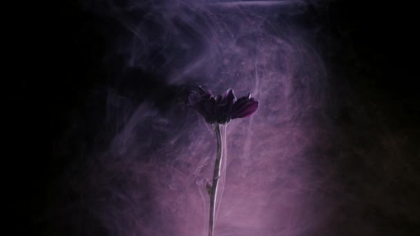 Flor com tinta fundo abstrato — Vídeo de Stock