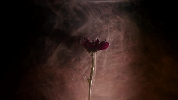 Blomma med bläck abstrakt bakgrund — Stockvideo