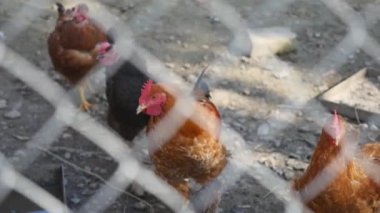 Horozlar ve chikens ücretsiz kümedeki farklı çeşitleri