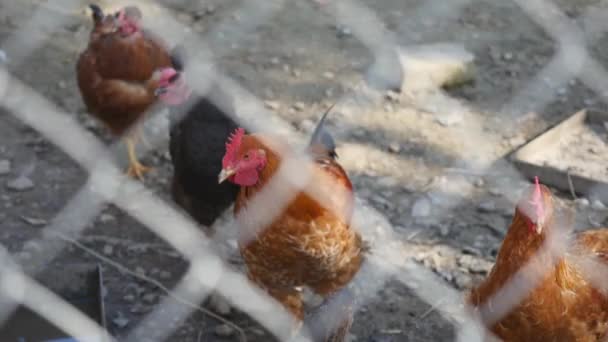 Διαφορετικές ποικιλίες των κοκκόρων και δωρεάν κοτόπουλα στο αγρόκτημα — Αρχείο Βίντεο