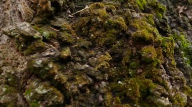 Moss yeşil, yakın çekim. seçici odak