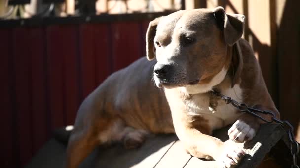 Dog on a chain, the dog next to the booth, the dog in the yard. Guard dog on a chain in the village. Cute country attached with short chain to its kennel. — Stock Video