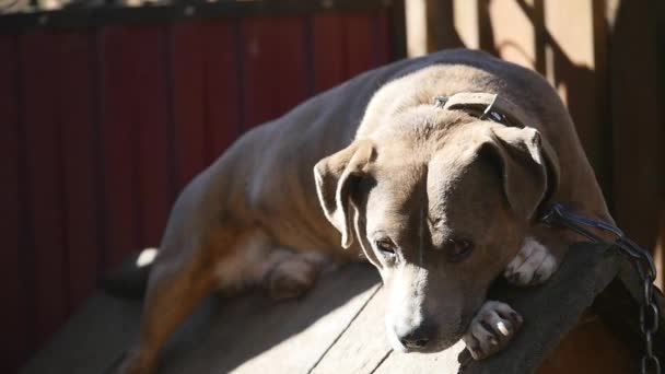 Hund på en kedja, hunden bredvid båset, hunden på gården. Vakthund på en kedja i byn. Söt landet fäst med kort kedja till sin kennel. — Stockvideo