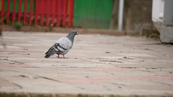 Pombo em uma rua da cidade no parque e voar para longe — Vídeo de Stock