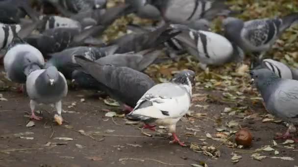 Pigeons eating bread. Pigeons eating bread on city park — Stock Video