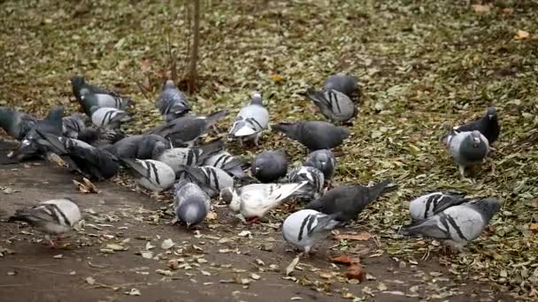 Palomas comiendo pan. Palomas comiendo pan en parque de la ciudad — Vídeos de Stock