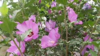 Bumblebee hibiscus parlak çiçeklerden nektar toplar