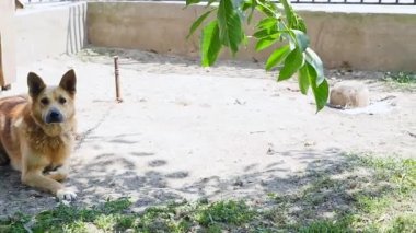 Kahverengi güzel büyük underbred köpek üstünde kira kontratı köpek evi yakınında sevimli yüzü ile portresi